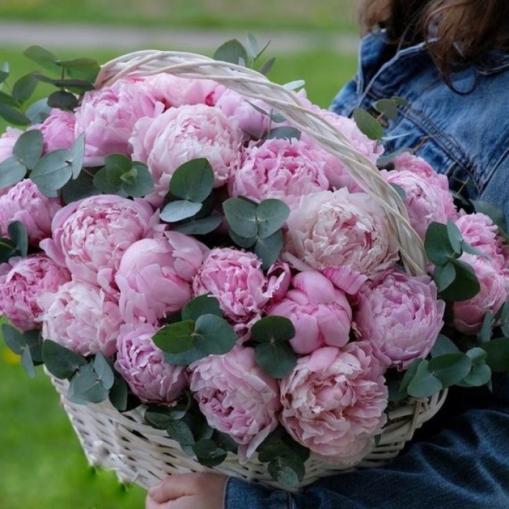 51 пион в корзине в Сейшелах